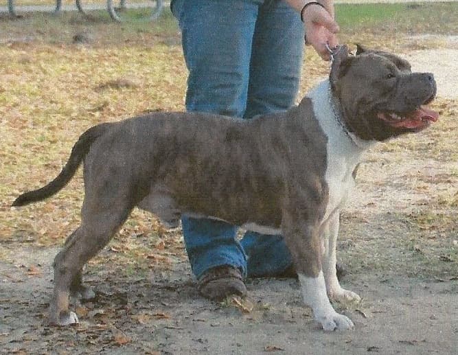 Pit Bull Gear's Nightmare