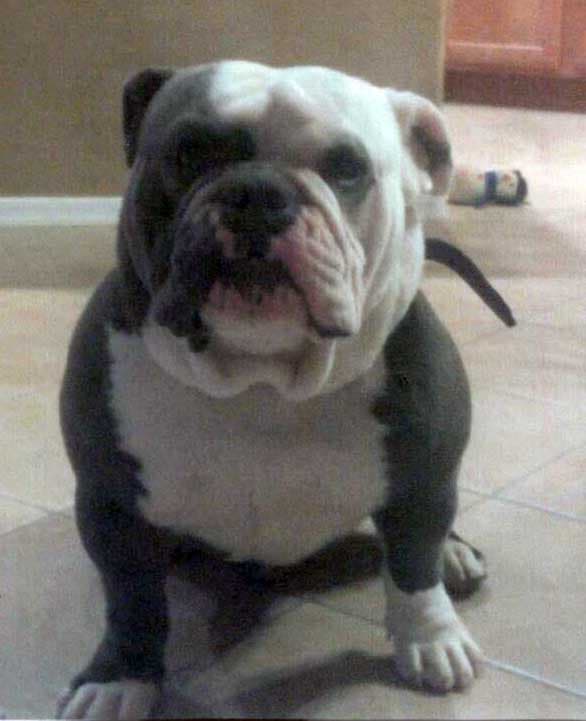 Poppa's Mr. Mc Jibblets