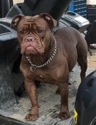 Power Bullies' Freya Rayne