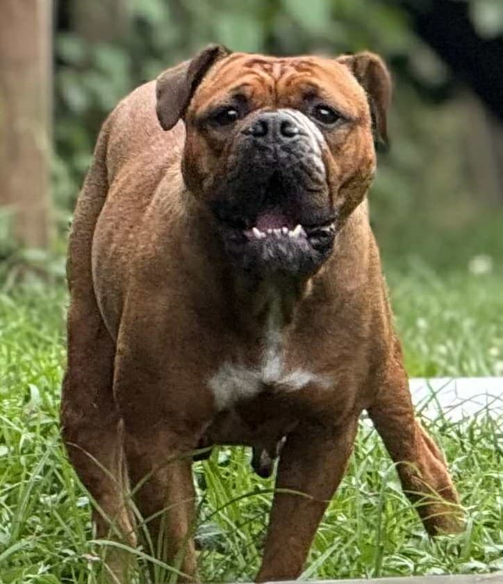 Powerhouse Bulldogges Cherokee