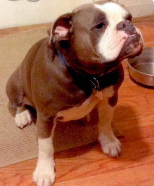 Precision's Blue Bonnet