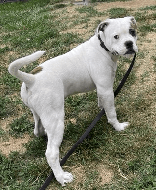 Pure Performance Kennels' Millie