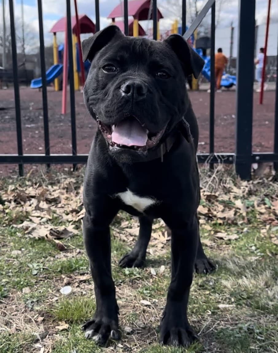 Pure Performance Kennels' Bingo