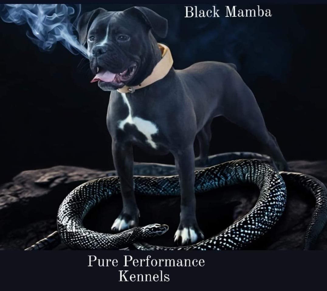 Pure Performance Kennels' Black Mamba