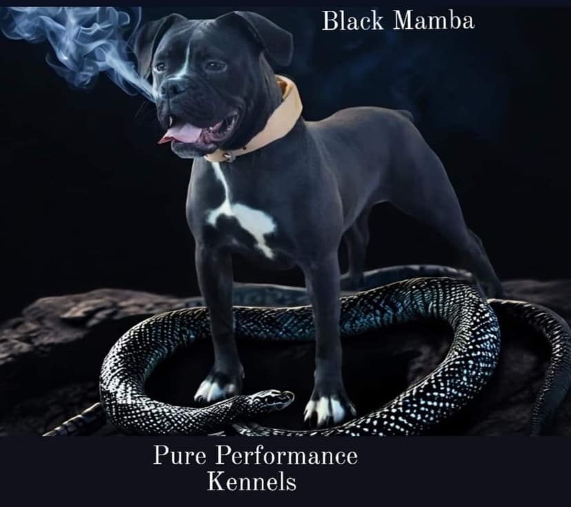 Pure Performance Kennels' Black Mamba