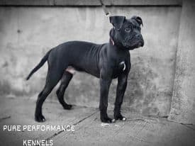 Pure Performance Kennels' Mako II
