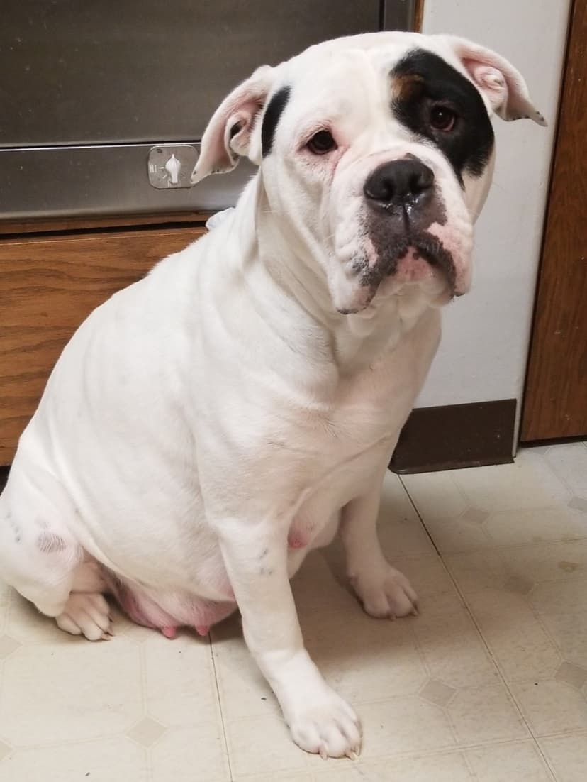 Queen Sookie @ Great White Bulldogs