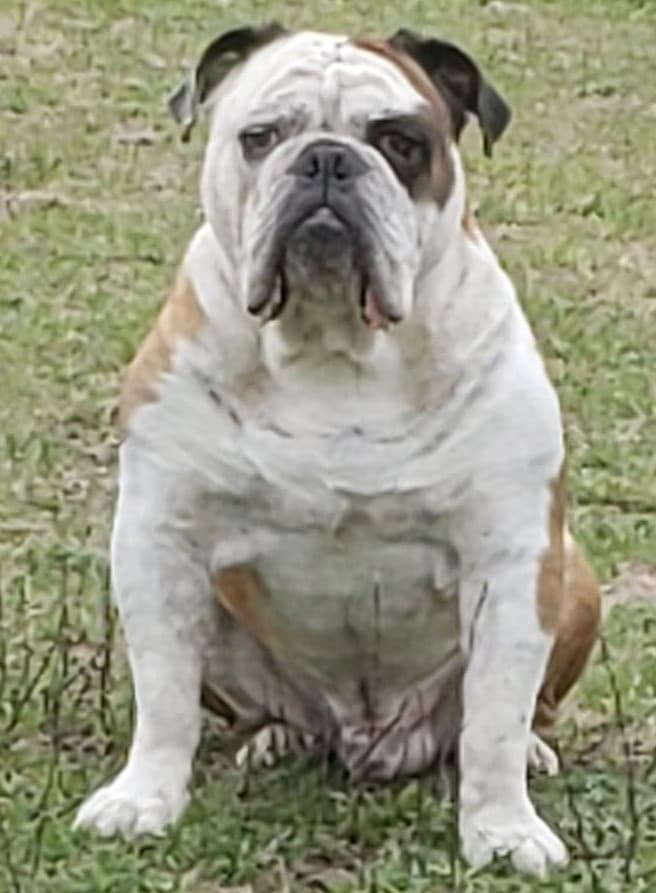 Raw Edge Bullies Duke