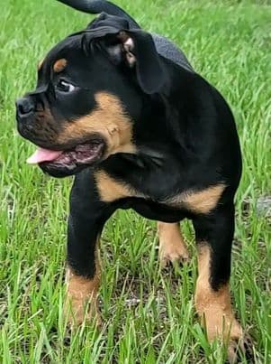 RBLK Princess Posie