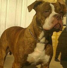 Redline's Bowser of Band of Bullies