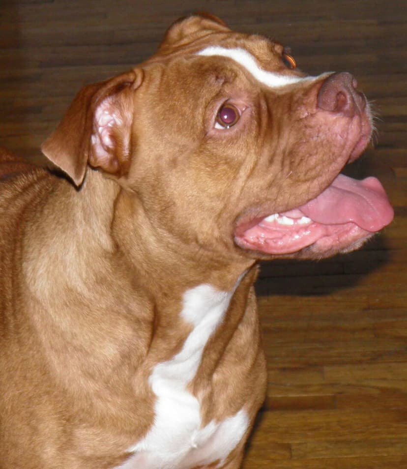 Redline's Hazel of Band of Bullies