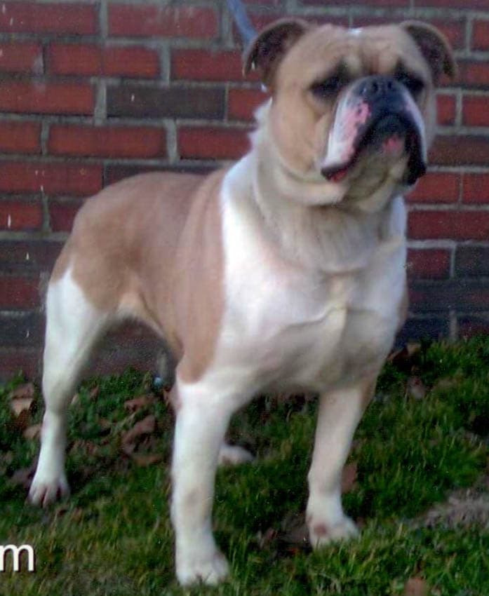 Regency Era Bulldog's Heidi-Boom of Royal Blood