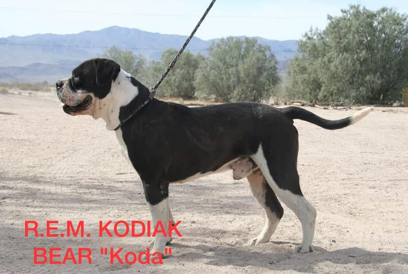 REM Kodiak Bear