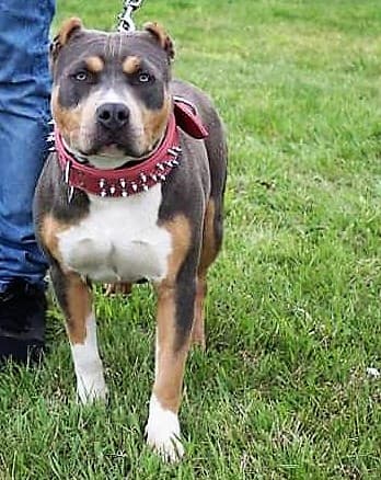 RobDogBullyz Ivy