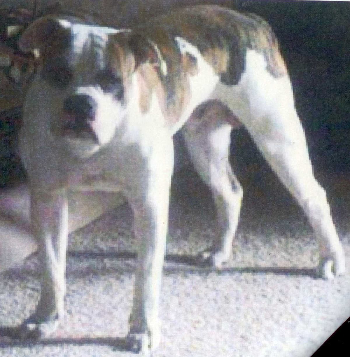 Robinson's Brutus