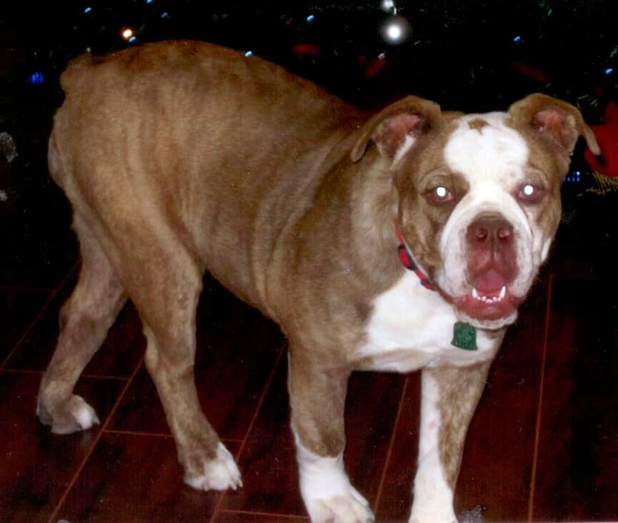 RockRoll's Puppy L5