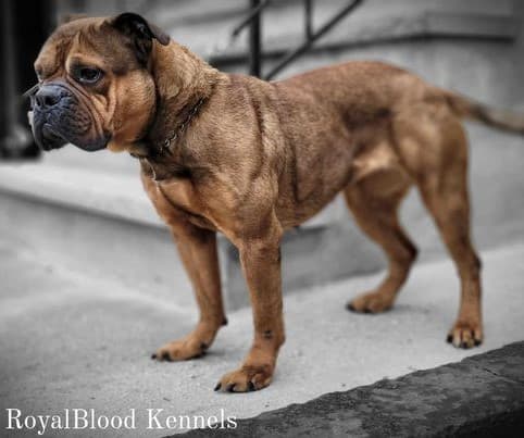 Royal Blood's Karmel