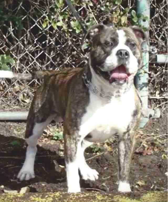 Royal Blood's Lobo of Borinquen Blood Kennels