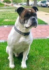 Band of Bullies' Macho