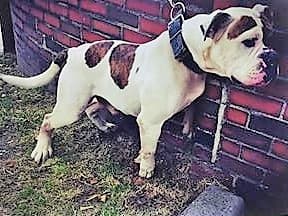 Royal Blood's Rocco