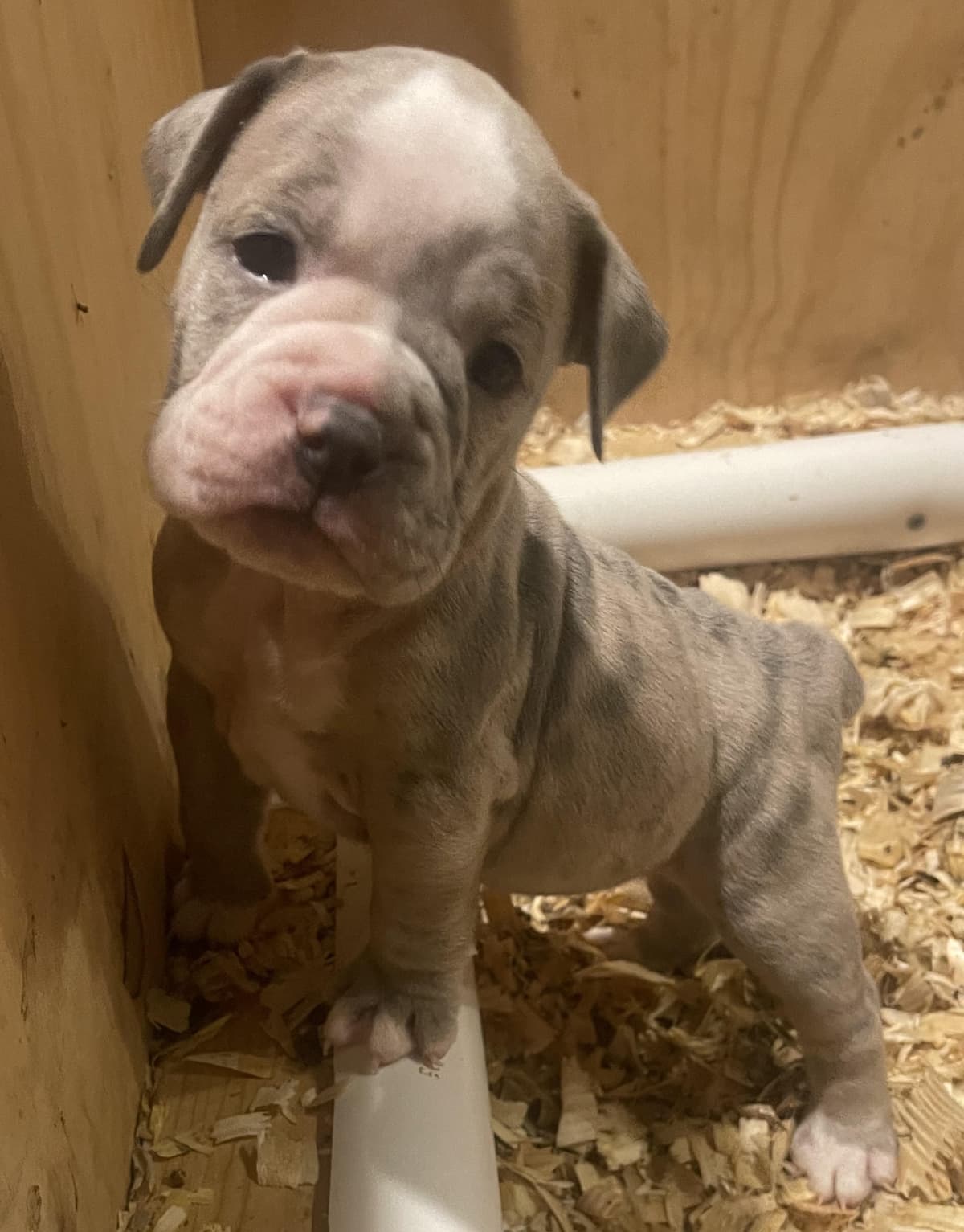 S&S Bella Rose