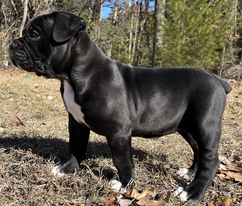 S&S Puppy J1