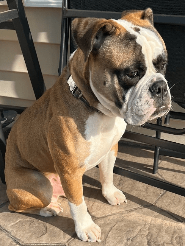 S&S Handsome G. Brown