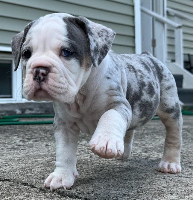 S&S Luna Marie Wolcott