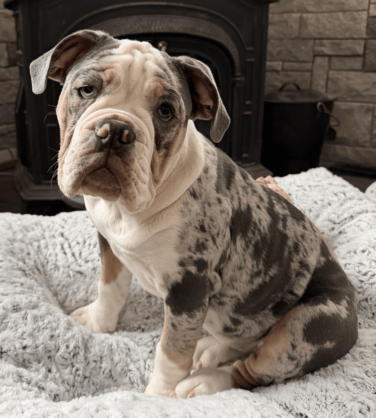S&S Maggie Moo Keele