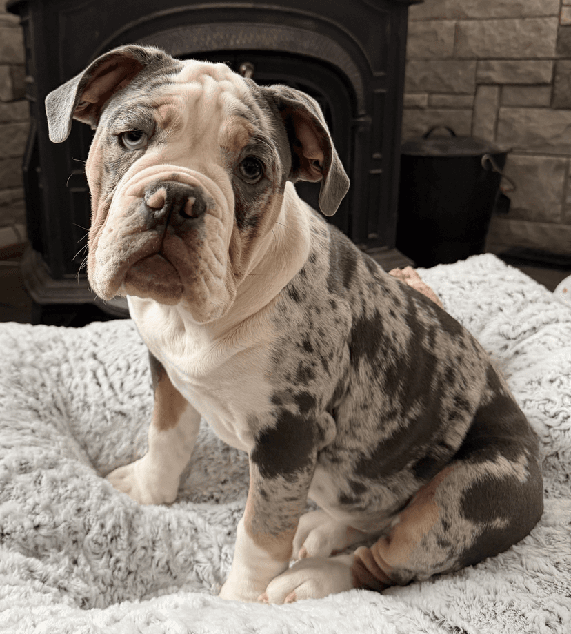 S&S Maggie Moo Keele