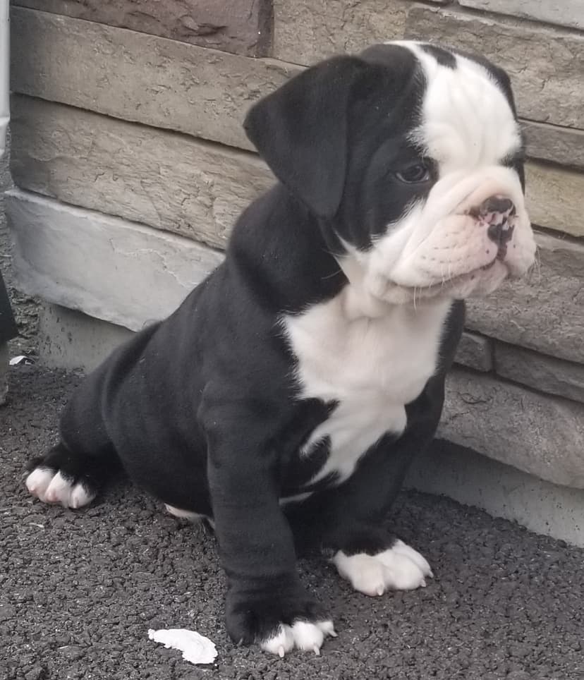 S&S Pablo Escobar littermate