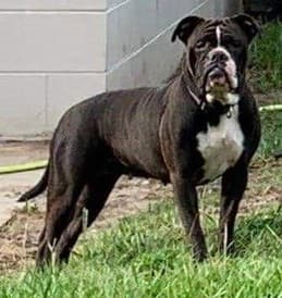 Deep Wood's Puppy E3