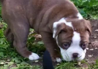 Shoreline Bulldogges' Mohs