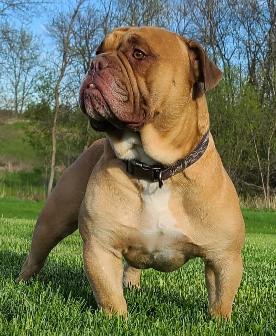 Shoreline's Bodi