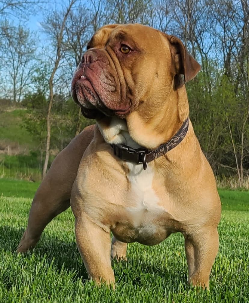 Shoreline's Bodi