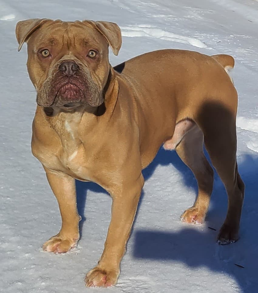 Shoreline's Canelo