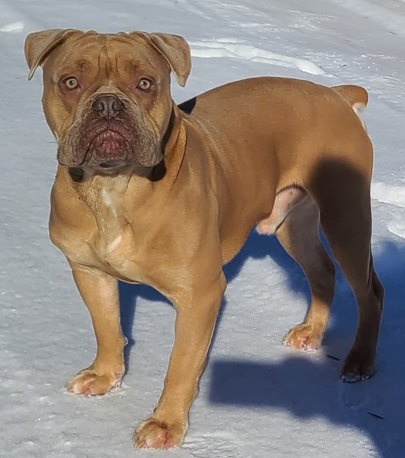 Shoreline's Canelo