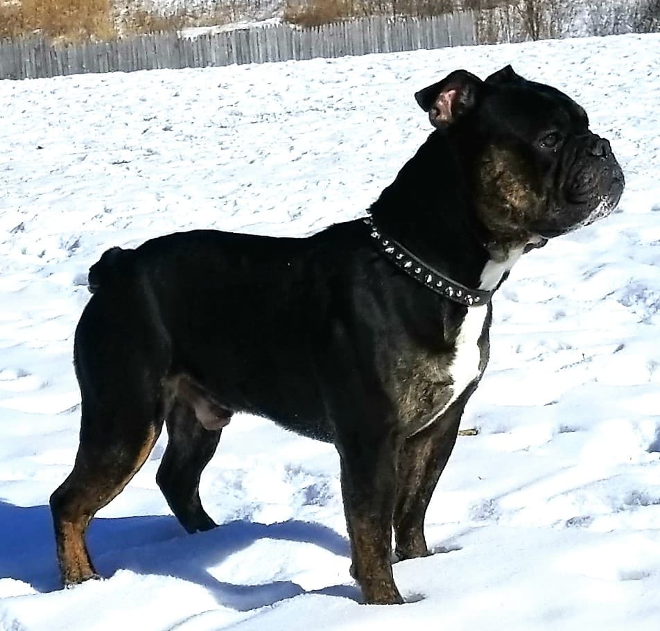Shoreline Bulldogges's Grut