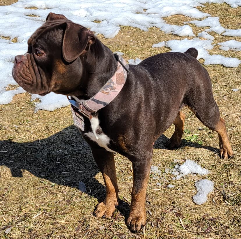 Shoreline's Stella