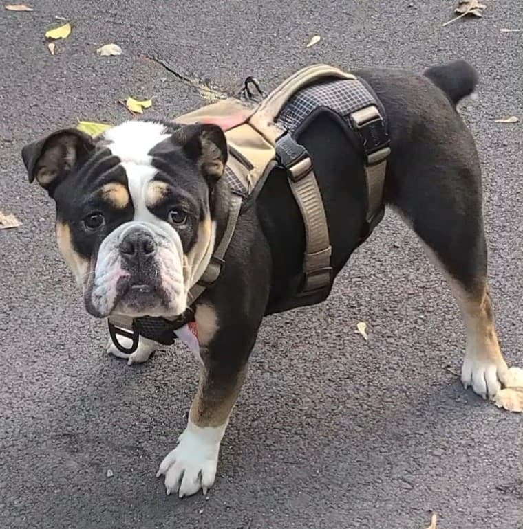 Silent Hill's Bandit