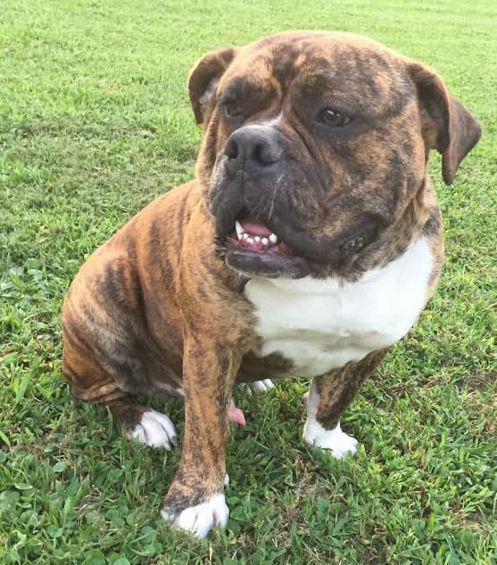 Southern Rebellion's Simba's Ace