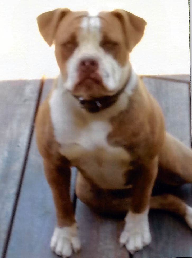Star City Bullyz Jesse