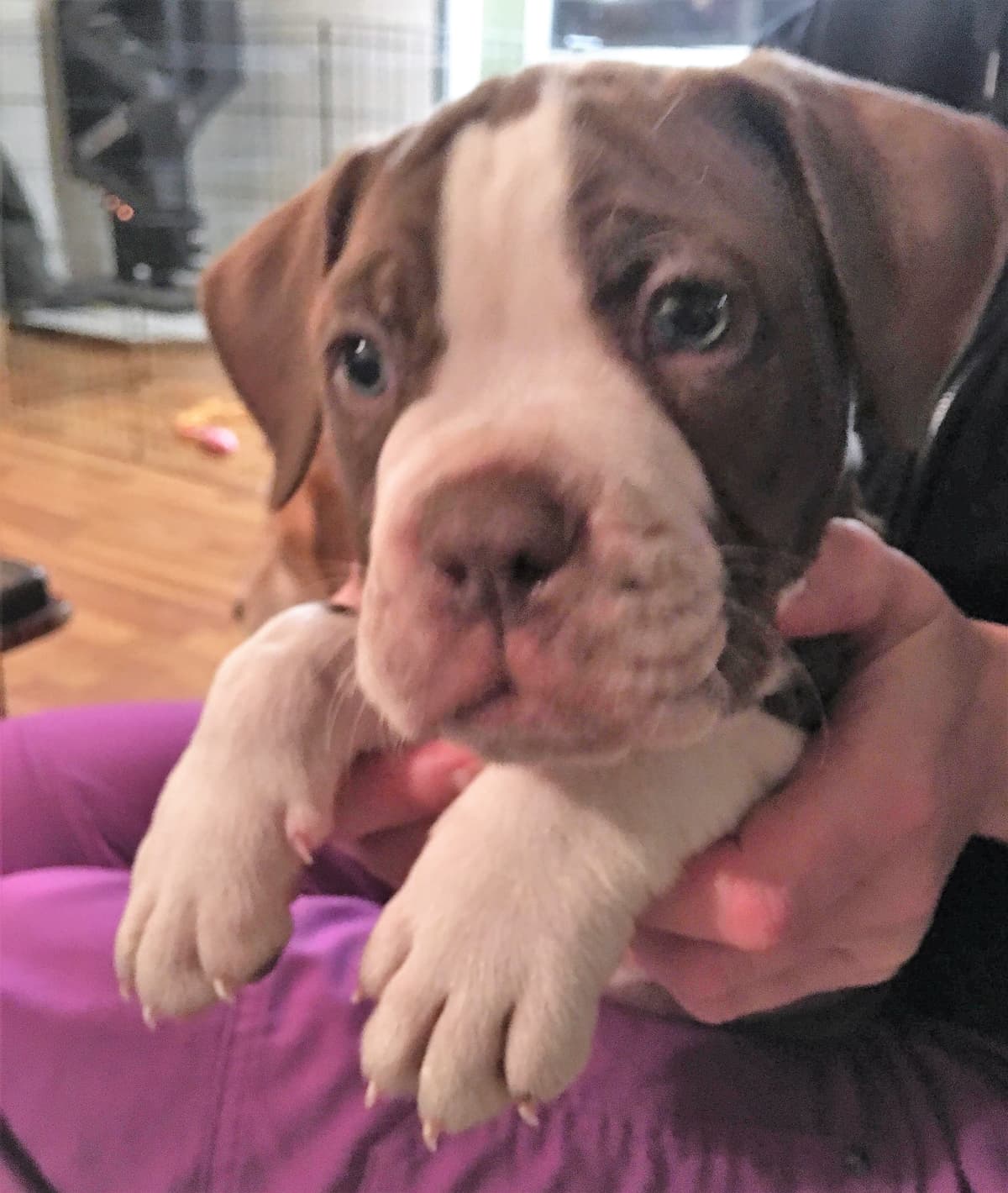 Star's Bully Babies' Murphy