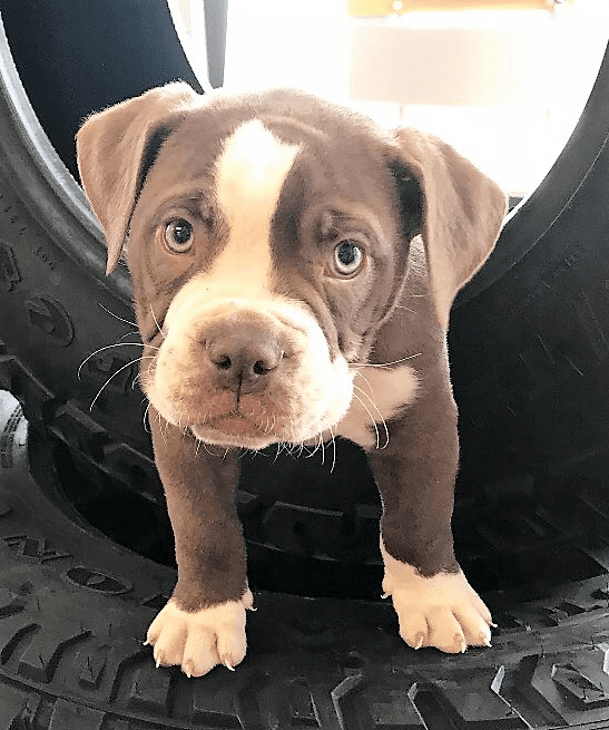 Star's Bully Baby Goku