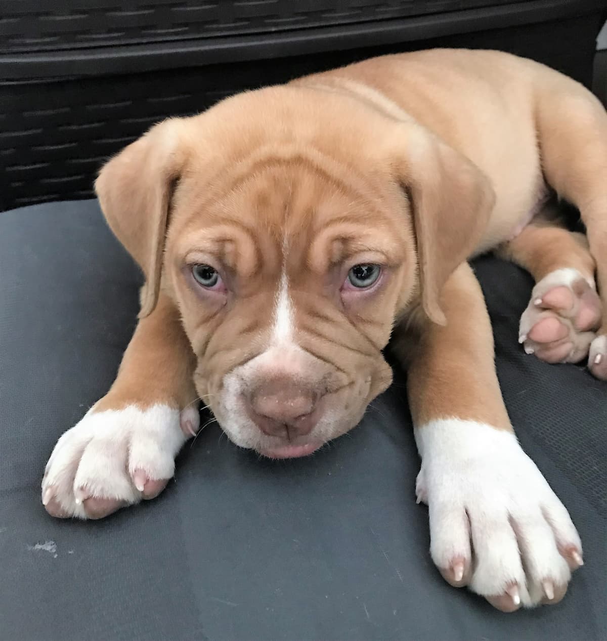 Star's Bully Baby Ruger James