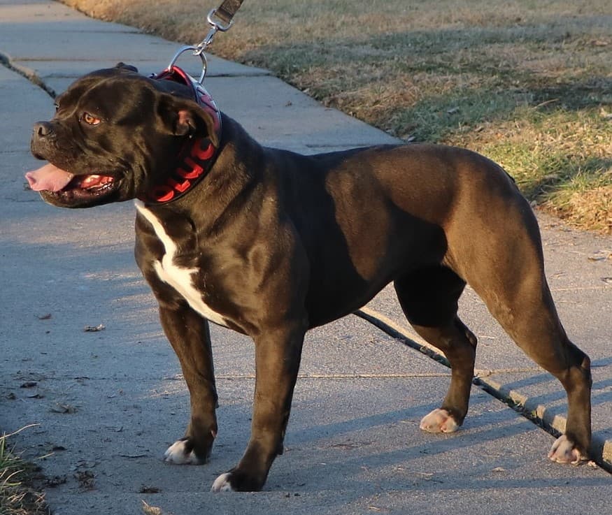 Stomping Grounds' Zoomies
