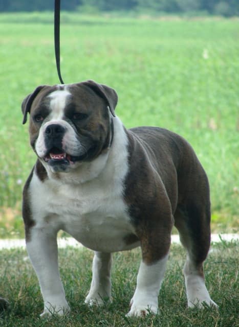 Goddogz Faith's Obi Kenobi
