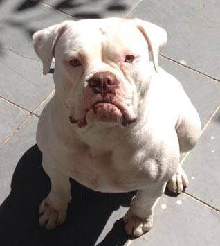 SunshineBulls' Branca