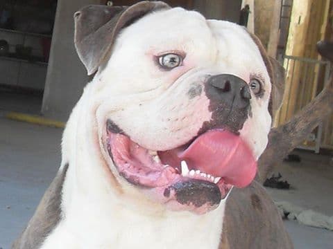 SunshineBulls' Ozzy