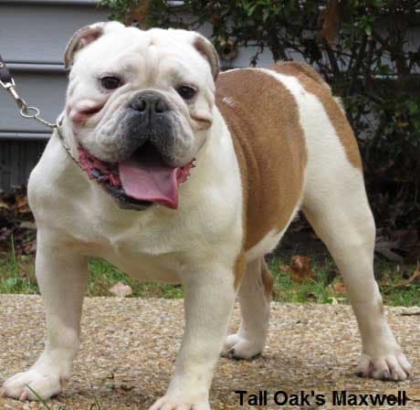 Tall Oak's Maxwell